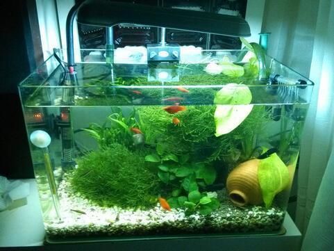魚缸水發白的解決辦法，如何建立魚缸硝化系統？ 魚缸水發白的解決辦法，如何建立魚缸硝化系統？ 龍魚百科 第1張