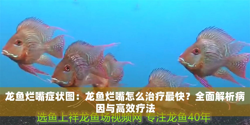 龍魚爛嘴癥狀圖：龍魚爛嘴怎么治療最快？全面解析病因與高效療法