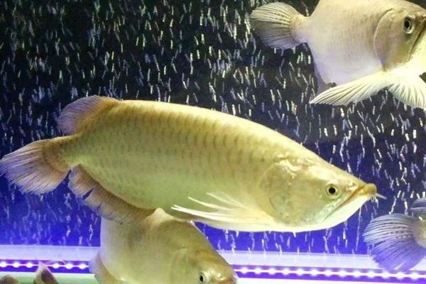 澳洲龍魚價(jià)格行情