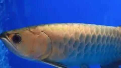 金龍魚如何養發色更好【金龍魚如何養發色】