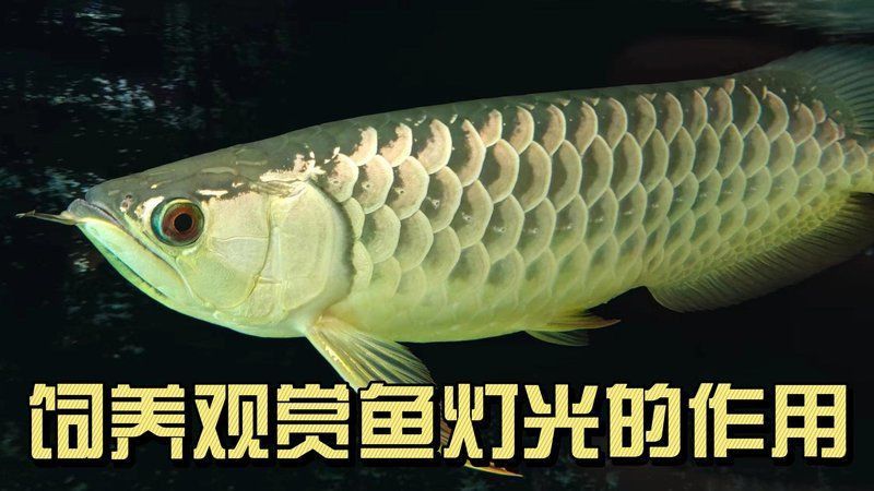 冠軍血統金龍魚鑒定方法