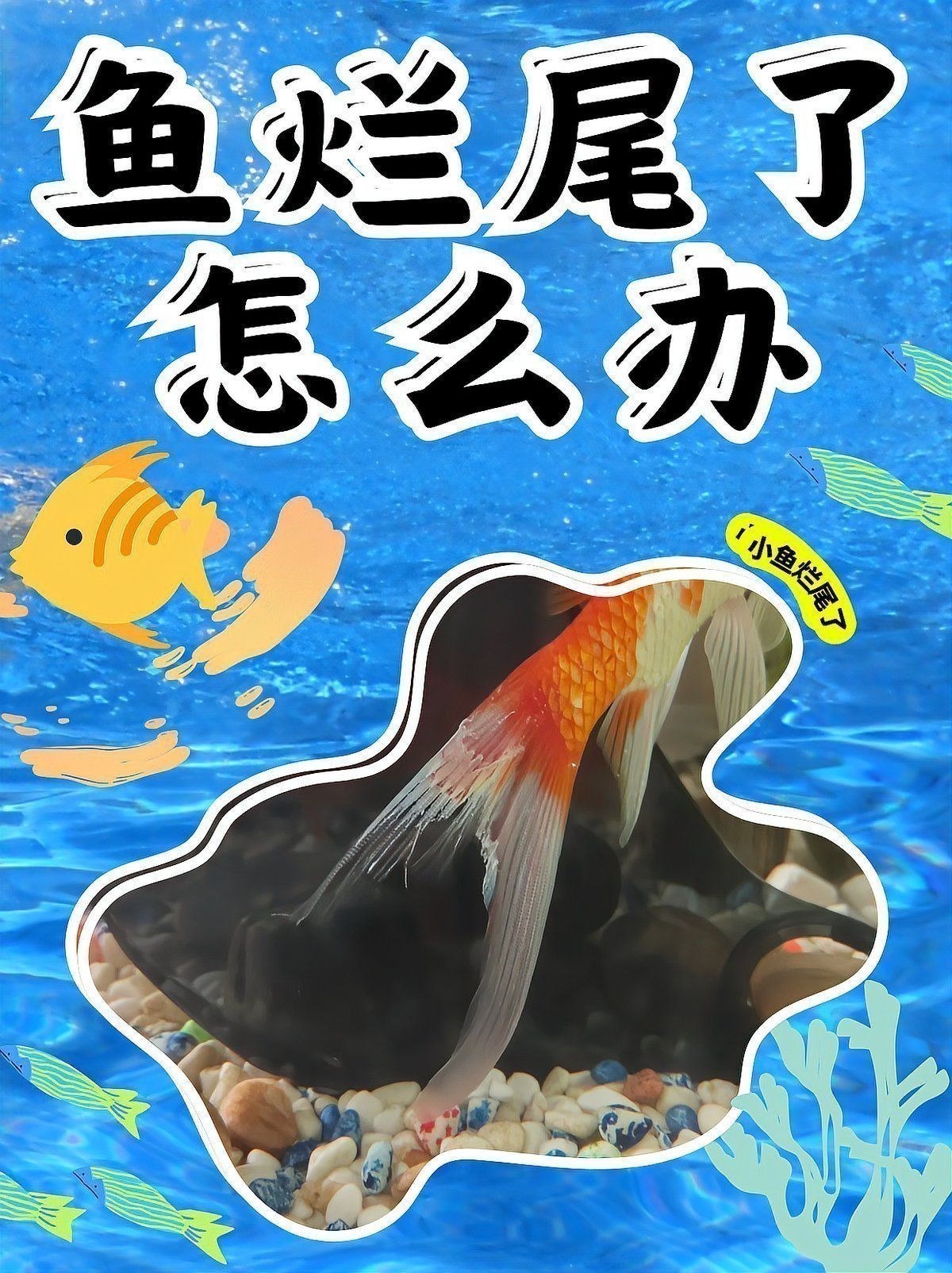 龍魚爛鰭爛尾最簡單三個方法 龍魚爛鰭爛尾最簡單三個方法 龍魚百科 第7張