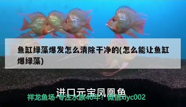 魚缸綠藻爆發怎么清除干凈的(怎么能讓魚缸爆綠藻)