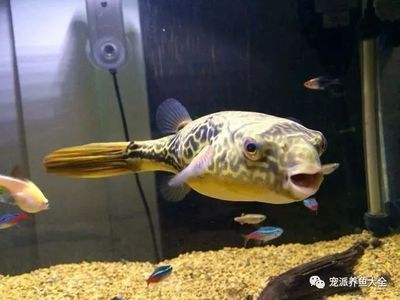 皇冠狗頭魚和龍魚混養(yǎng)：皇冠狗頭魚可以混養(yǎng)嗎？