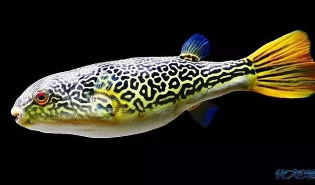 皇冠狗頭魚和龍魚混養(yǎng)：皇冠狗頭魚可以混養(yǎng)嗎？
