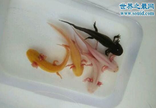 六角龍魚吃什么飼料比較好：六角龍魚一般吃什么飼料，六角龍魚吃什么食物比較好