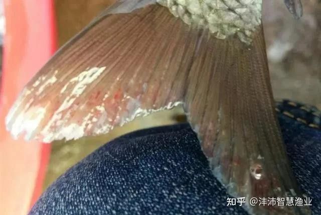 如何判斷小火龍魚是否生??？
