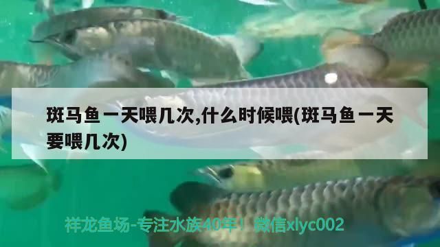 斑馬魚一天喂幾次,什么時(shí)候喂(斑馬魚一天要喂幾次)