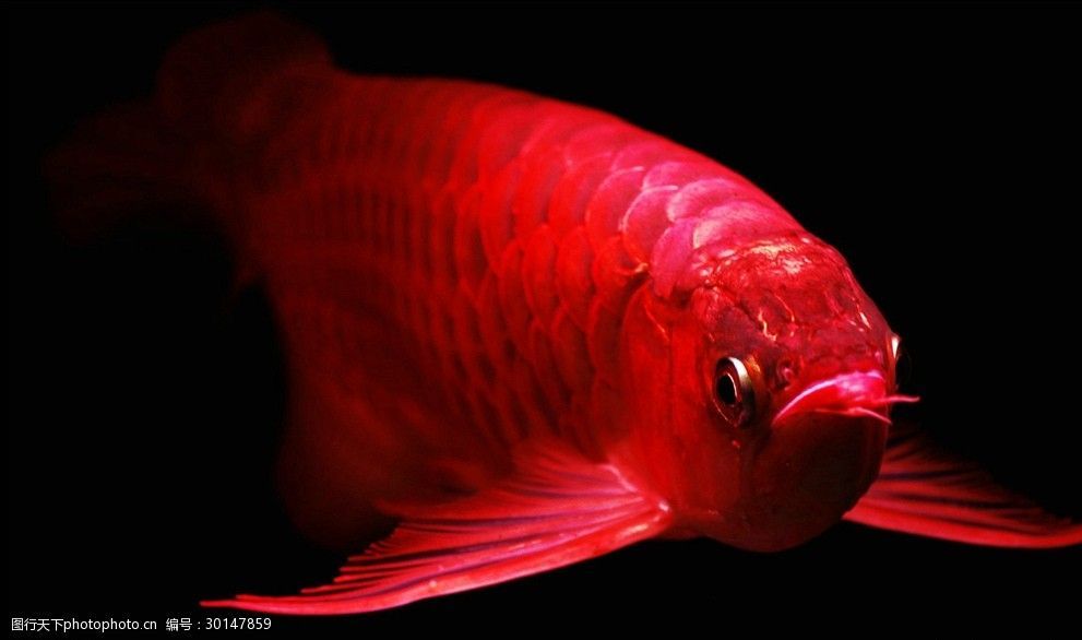 紅色的金龍魚長什么樣子（紅色的金龍魚是什么樣子） 紅色的金龍魚長什么樣子（紅色的金龍魚是什么樣子） 龍魚百科 第6張