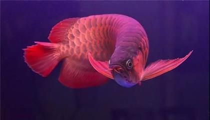 紅龍魚排行榜第幾名（紅龍魚品種排行榜） 紅龍魚排行榜第幾名（紅龍魚品種排行榜） 龍魚百科 第5張