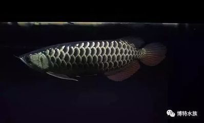 龍魚驚嚇撞缸怎么回事啊：龍魚驚嚇撞缸可能由多種因素引起，可能由多種因素引起