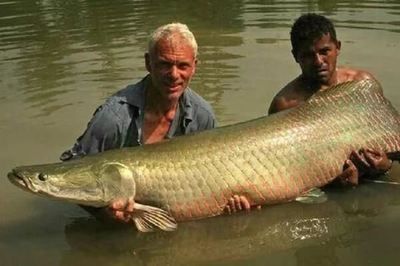幼龍魚一天喂幾次食物：“魚叫什么龍”在中國傳統(tǒng)文化中的形象和象征意義