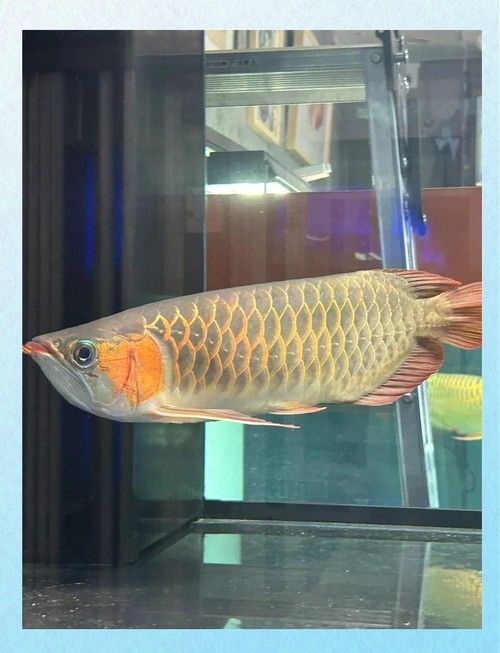龍朝金龍魚養殖場