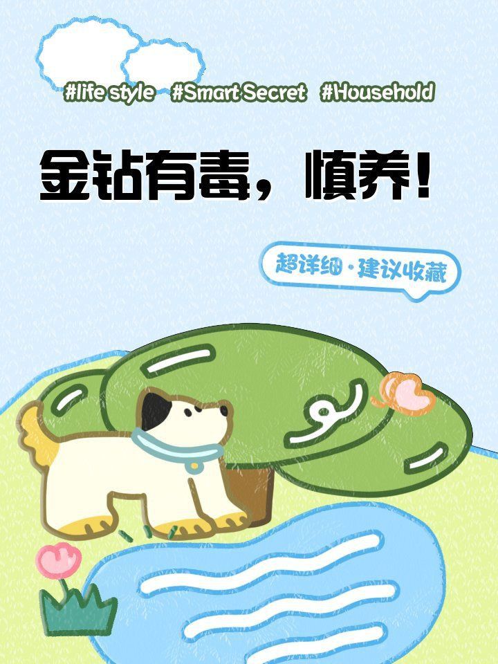 金鉆放魚缸會把魚弄死嗎