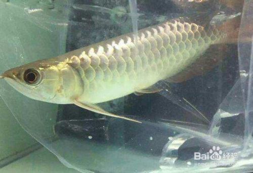 龍魚爛尾巴怎么治療：如何治療龍魚爛尾巴