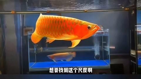 紅龍在不同光照下會有哪些變化？