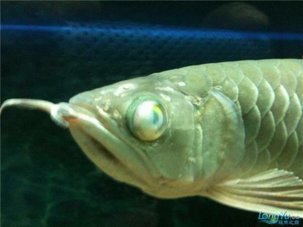 龍魚眼睛有白膜要警惕四種病