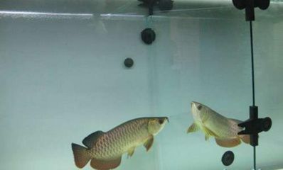 龍魚入缸后要觀察什么東西：龍魚入缸后要觀察什么東西，