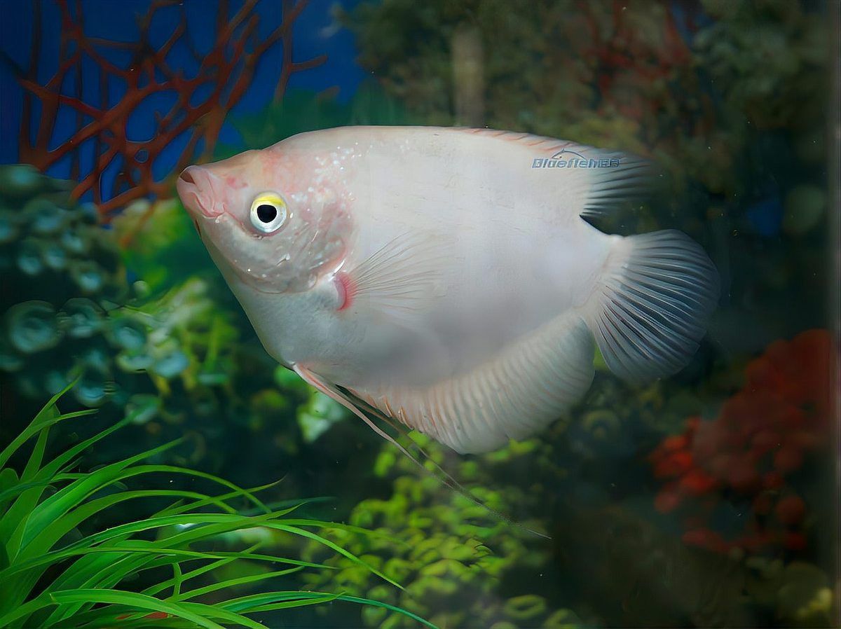 招財魚和金龍魚混養嗎圖片