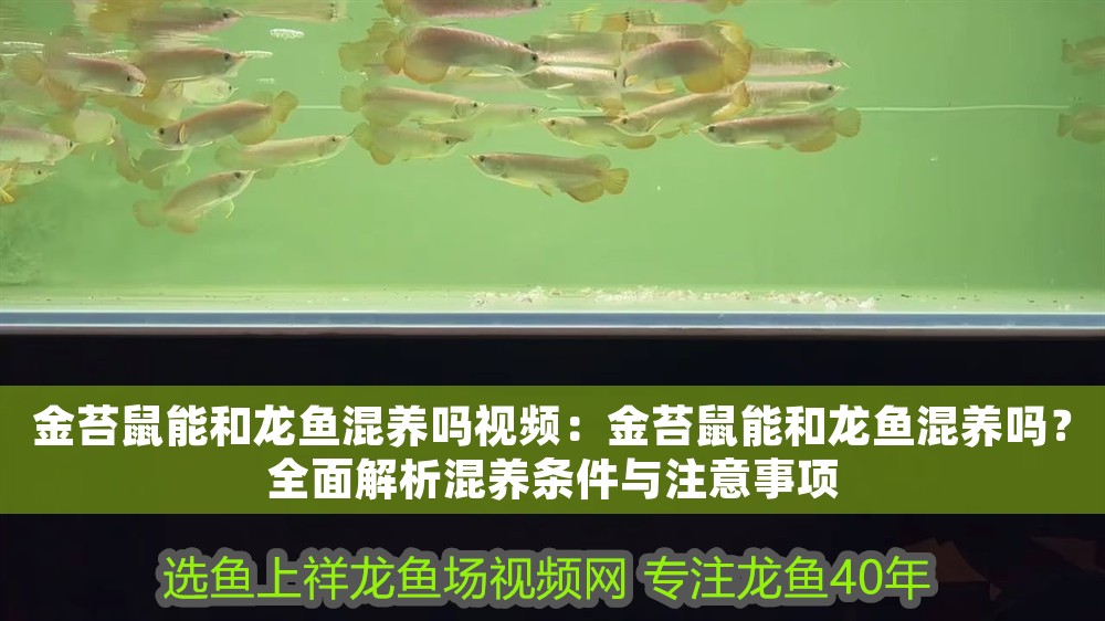 金苔鼠能和龍魚混養嗎視頻：金苔鼠能和龍魚混養嗎？全面解析混養條件與注意事項