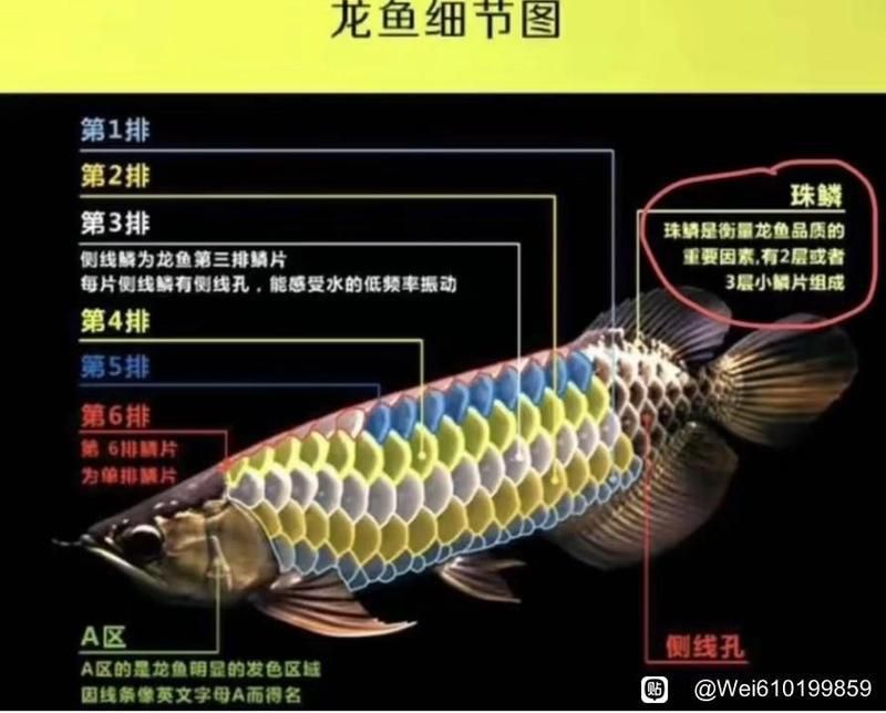 金龍魚論壇吧 金龍魚論壇吧 龍魚百科 第1張