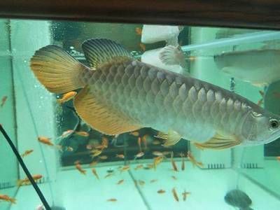 金龍魚珠鱗全亮要幾年才能成熟（金龍魚珠鱗全亮需要幾年才能成熟）