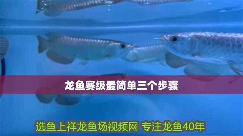 賽級古典龍魚最簡單三個步驟