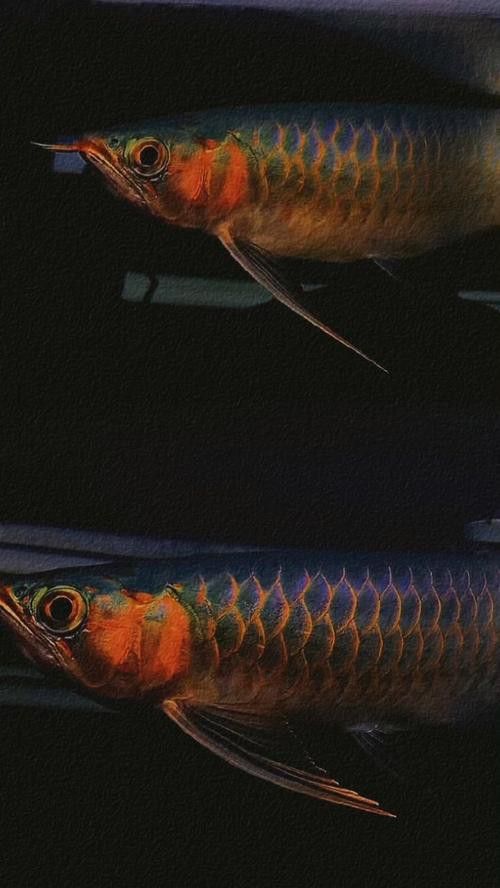 30公分的紅龍魚價(jià)格及圖片
