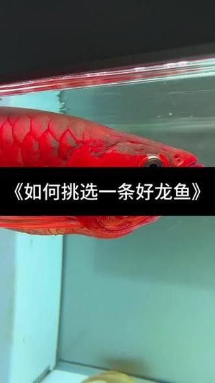 紅龍魚挑選技巧和方法圖片