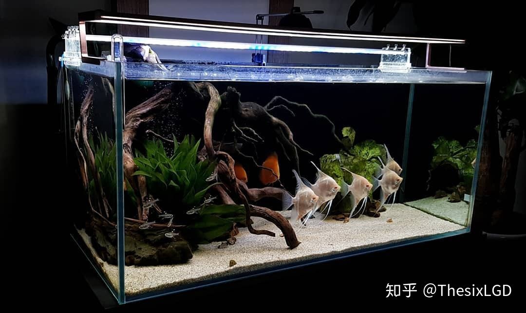 紅龍魚應該怎么養殖視頻：紅龍魚養殖技術