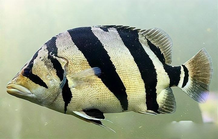 龍魚和什么魚混養好看圖片