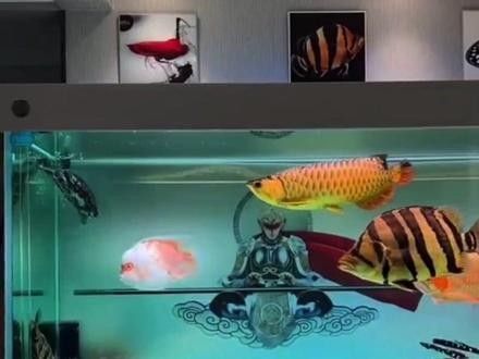 龍魚和什么魚混養好看圖片