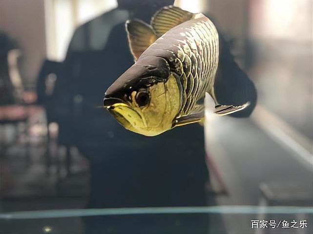 龍魚和什么魚混養好看圖片
