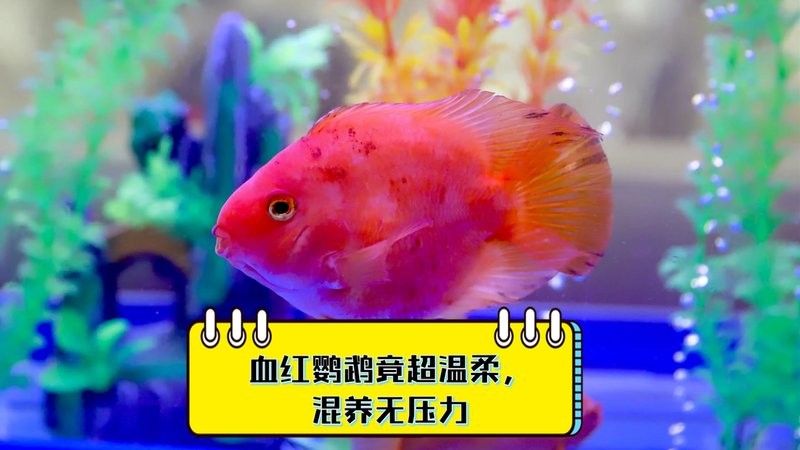 龍魚和什么魚混養好看圖片