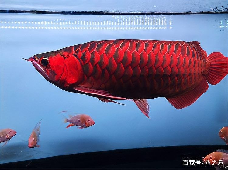 龍魚和什么魚混養好看圖片