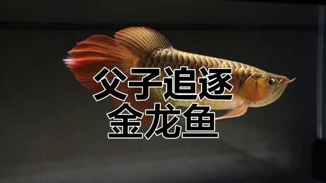 高清金龍魚壁紙