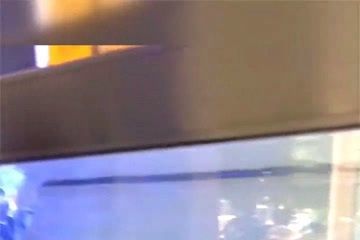 薩伊藍和龍魚混養：薩伊藍魚和龍魚可以混養嗎