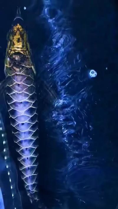 龍魚(yú)缸多寬最好：龍魚(yú)受傷了怎么辦 龍魚(yú)缸多寬最好：龍魚(yú)受傷了怎么辦 龍魚(yú)百科 第12張