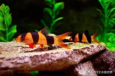 三間鼠可以和龍魚混養(yǎng)嗎：三間鼠和龍魚混養(yǎng)的注意事項 三間鼠可以和龍魚混養(yǎng)嗎：三間鼠和龍魚混養(yǎng)的注意事項 龍魚百科 第3張
