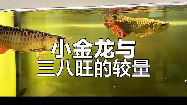 金龍魚和皇冠三間混養怎樣養活 金龍魚和皇冠三間混養怎樣養活 龍魚百科 第7張