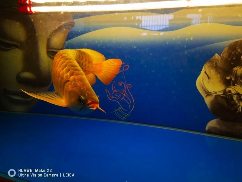 龍魚魚缸需要多大的功率？