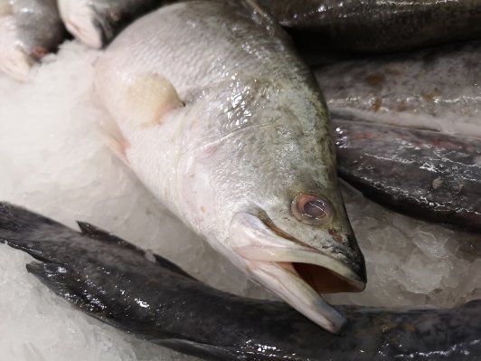 龍利魚是海魚還是淡水魚 龍利魚是海魚還是淡水魚 龍魚百科 第4張