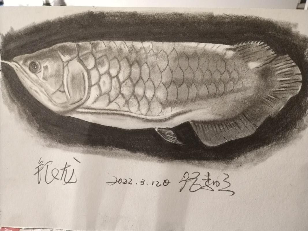 銀龍魚圖片大全素描畫