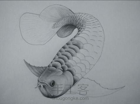 銀龍魚圖片大全素描畫