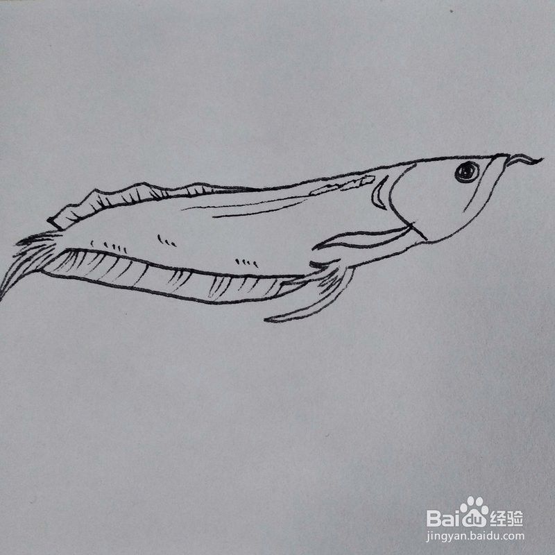 銀龍魚圖片大全素描畫