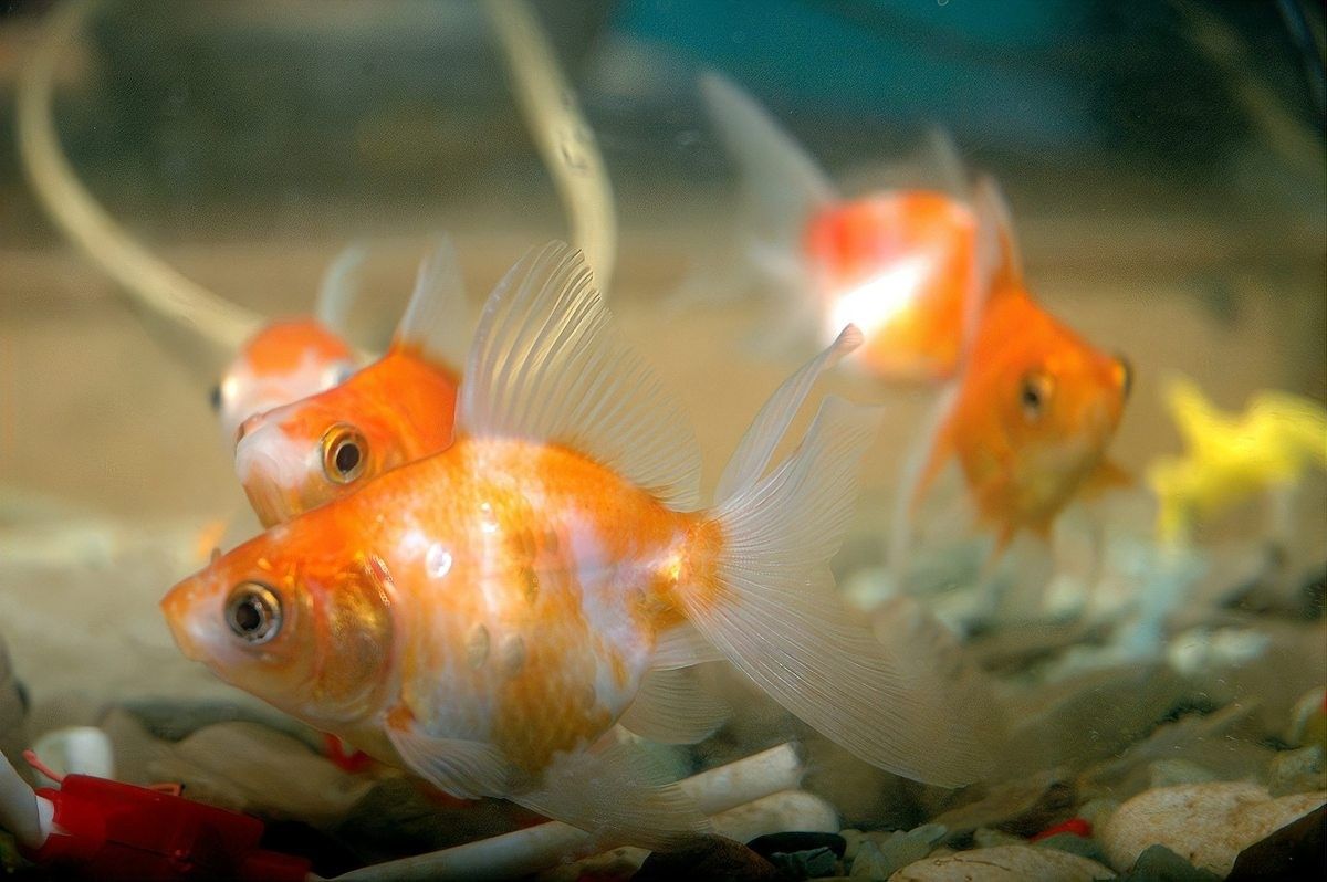 銀龍魚圖片大全素描畫