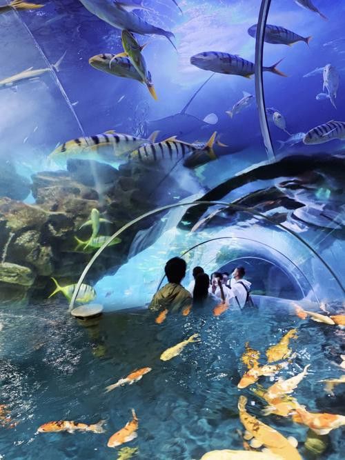 水龍魚圖片大全高清壁紙圖