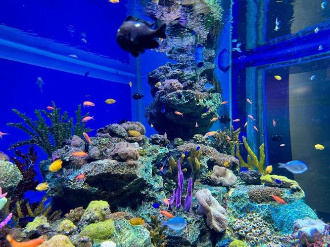 水龍魚圖片大全高清壁紙圖