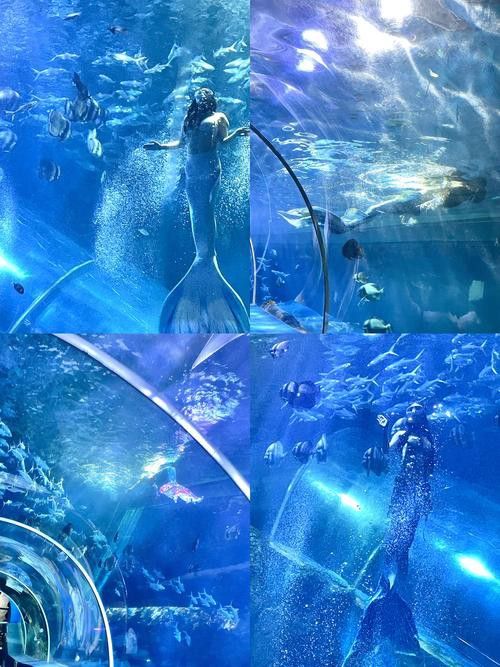 水龍魚圖片大全高清壁紙圖