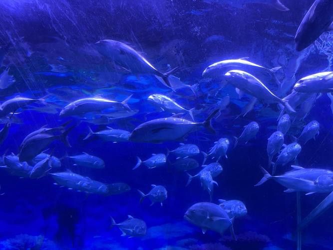 水龍魚圖片大全高清壁紙圖